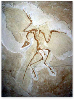 death throes of an archaeopteryx