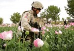 The war on opium in Afghanistan